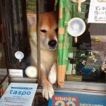 public://uploads/photos/1477930849_yaponiya2.jpg