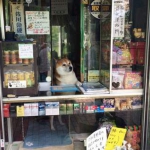 public://uploads/photos/1477930856_yaponiya5.jpg