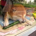 public://uploads/photos/1477930863_yaponiya7.jpg