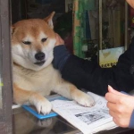 public://uploads/photos/1477930899_yaponiya6.jpg