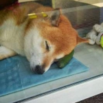 public://uploads/photos/1477930912_yaponiya8.jpg