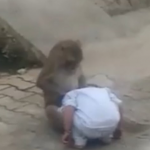 public://uploads/photos/2019-02-13_16_17_18-monkey_kidnaps_a_toddler_from_a_village_so_it_has_someone_to_play_with_on_the_ro.png