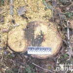 public://uploads/photos/drova_viln_1.jpg