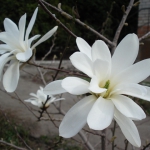 public://uploads/photos/magnolia_2.jpg