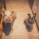 public://uploads/photos/pig-puppy-olive-4.jpg