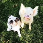 public://uploads/photos/pig-puppy-olive-7.jpg