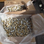 public://uploads/photos/pm379image008.jpg