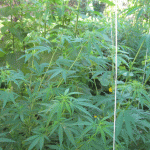 public://uploads/photos/pm420image001.gif