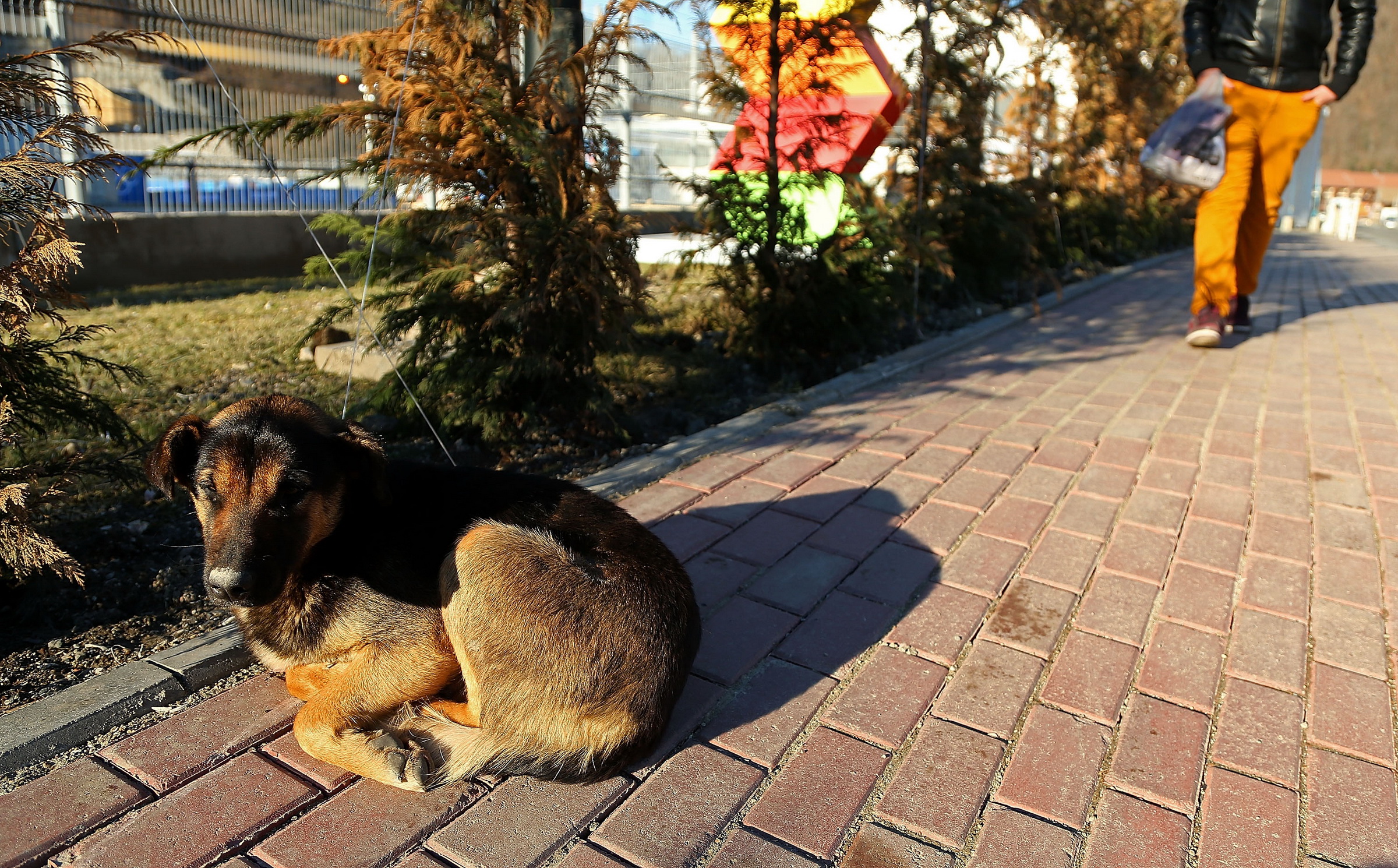 В саратове собака пристрелила хозяина фото