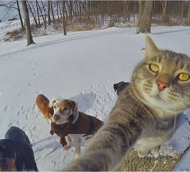 В Instagram появился кот, который сам делает селфи